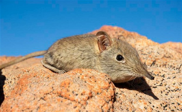 Eastern Rock Elephant Shrew