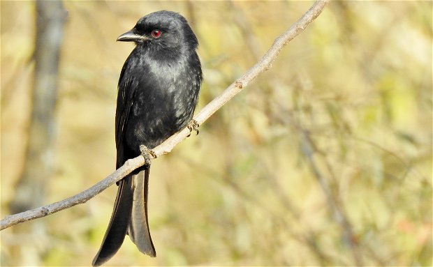 LITTLE TERRIER OF THE BIRD WORLD – THE FORK-TAILED DRONGO