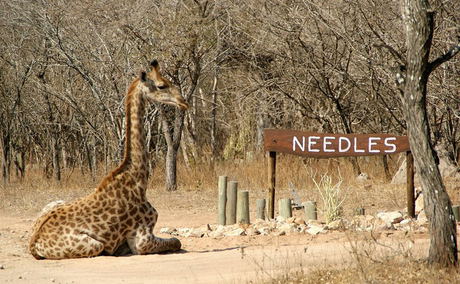 Giraffe lying down at the Needles Lodge Entrance