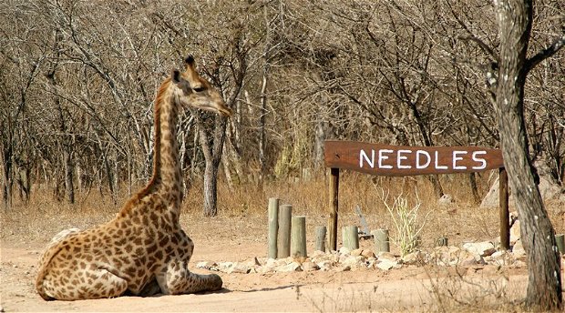 Giraffe lying down at the Needles Lodge Entrance