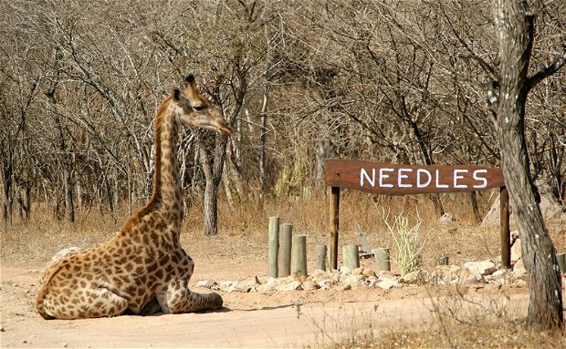 Giraffe lying down at the Needles Lodge Entrance