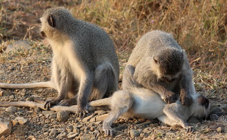 Vervet Monkey Vervet Monkey