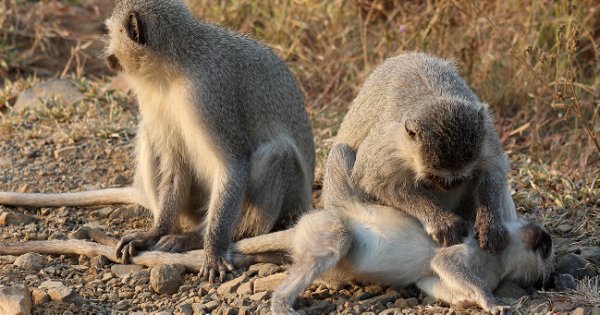 Vervet Monkey