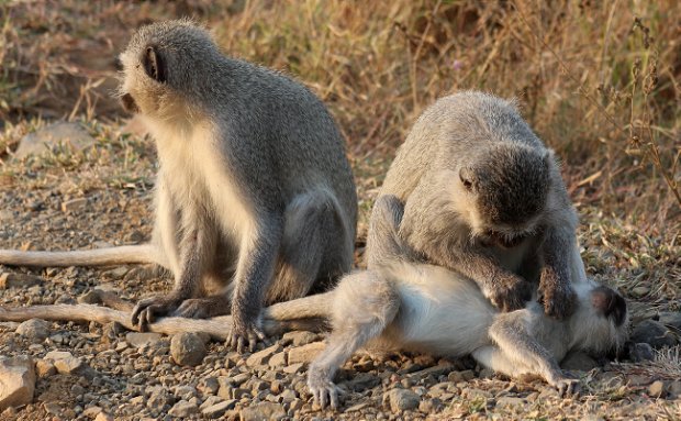 The Vervet Monkey