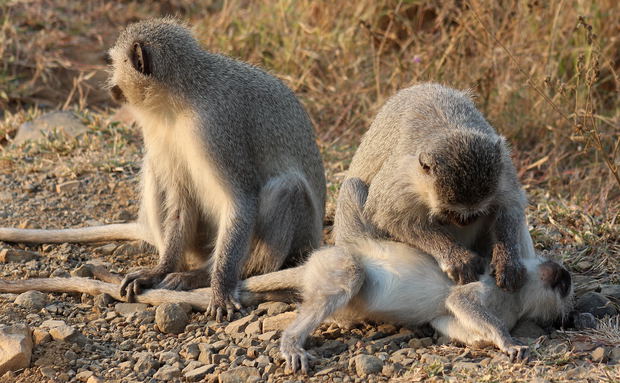 Vervet Monkey Vervet Monkey