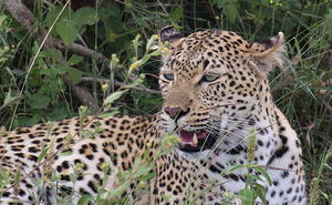 Tracks and Trails - 4 Night Package 27