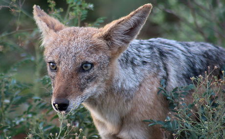 Black-Backed Jackal Black-Backed Jackal