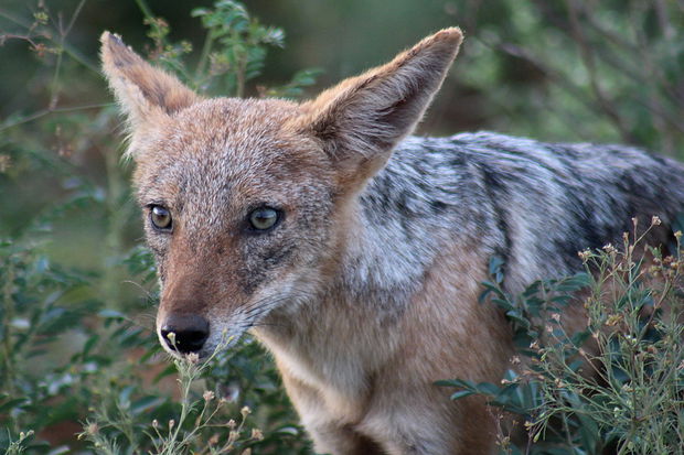 Black-Backed Jackal