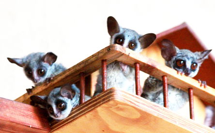 Adventurer - 4 Night Package 26