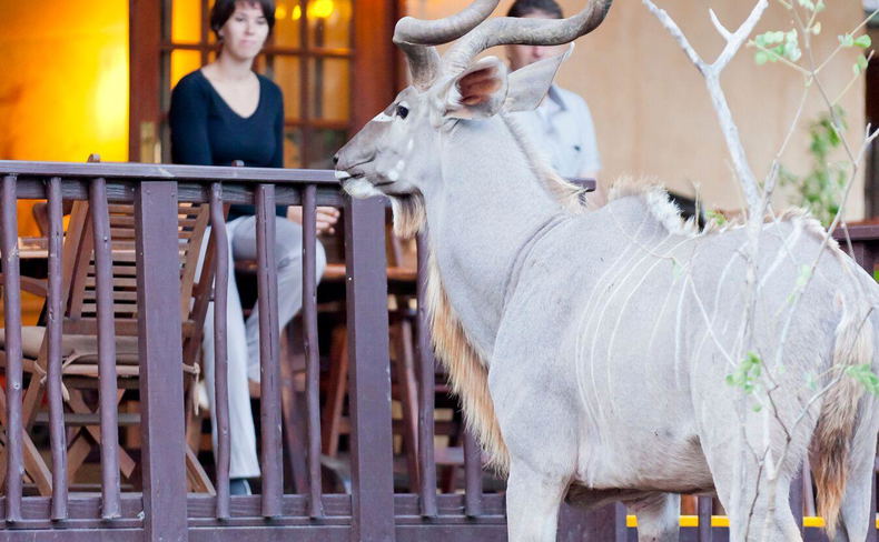 Kudu at Needles Lodge Kudu at Needles Lodge