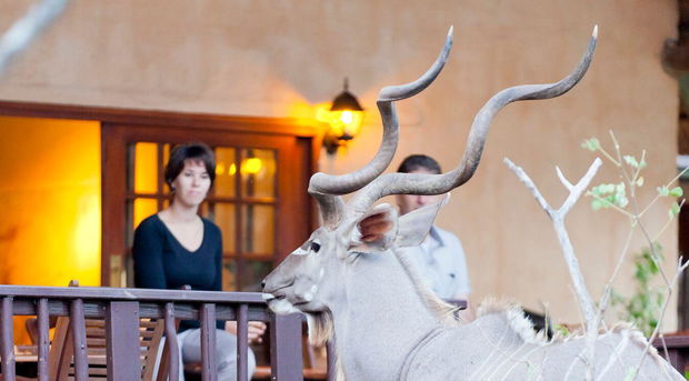 Kudu at Needles Lodge