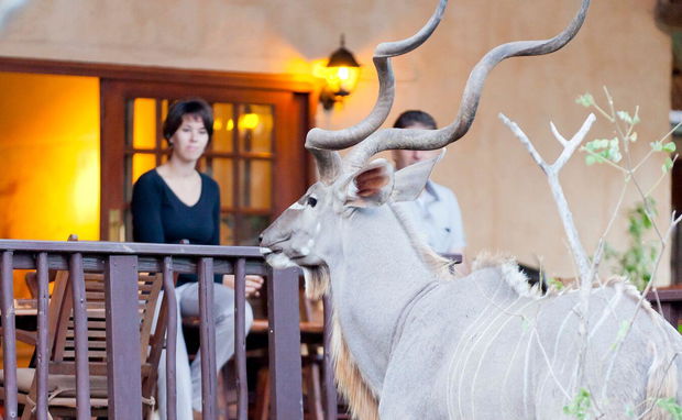 Kudu at Needles Lodge