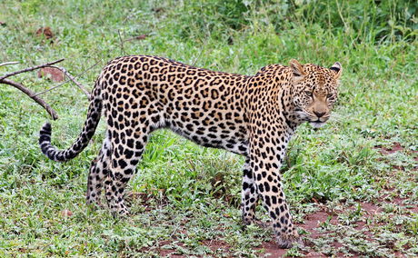 Leopard on Needles Lodge Kruger Park safari