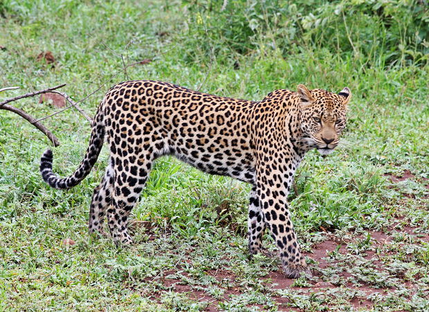 Leopard on Needles Lodge Kruger Park safari