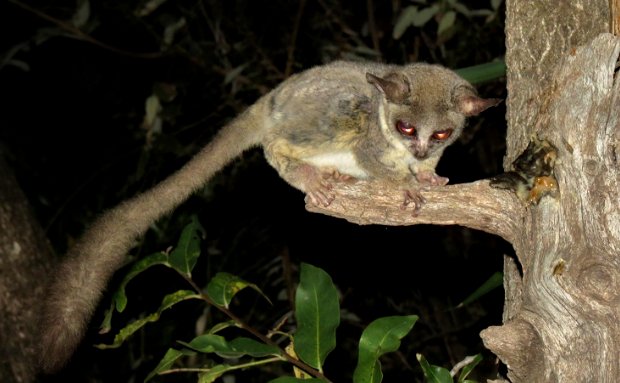 Galago lesser bush baby