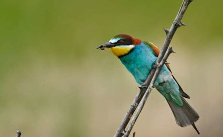 European Bee-eater (Merops apiaster)