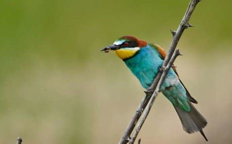 European Bee-eater (Merops apiaster) European Bee-eater (Merops apiaster)