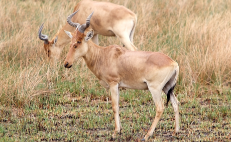 Lichtenstein’s Hartebeest