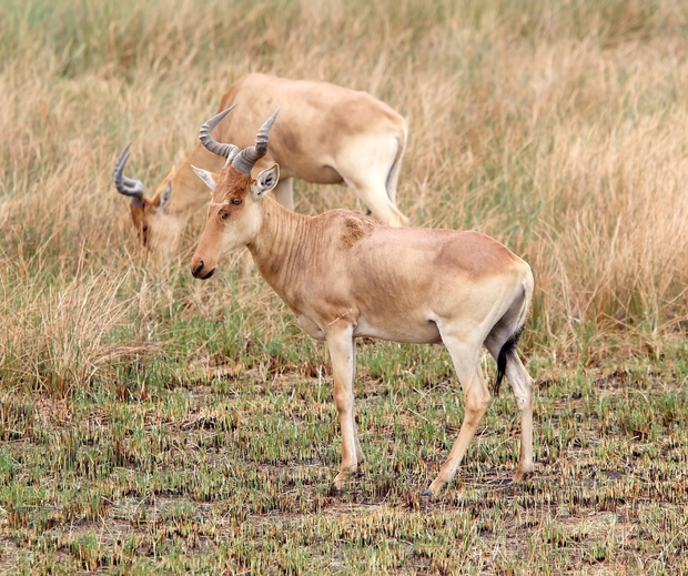 Lichtenstein’s Hartebeest