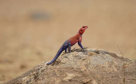 Rainbow Rock Agama