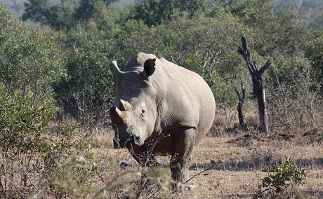 Rhino in Kruger National Park