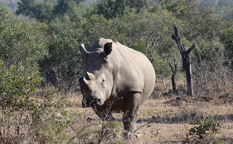 Rhino in Kruger National Park