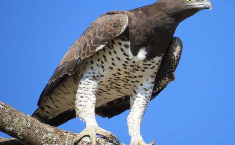 The Martial Eagle – Kruger’s Mighty Sky Hunter