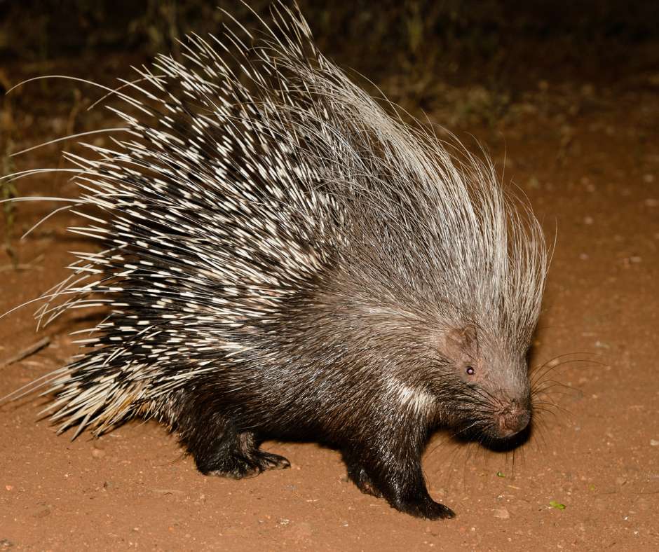 The Porcupine