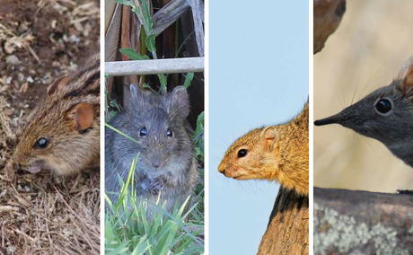 The Quiet Custodians – How Rodents Keep the Kruger Bush Balanced The Quiet Custodians – How Rodents Keep the Kruger Bush Balanced