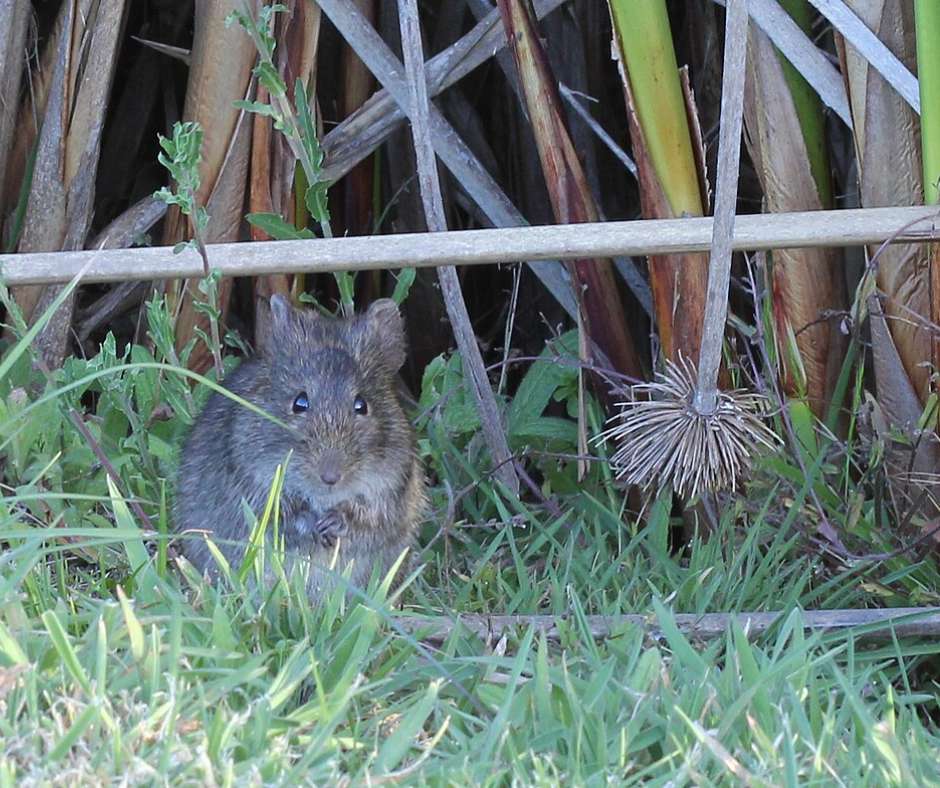 Multimammate Mouse