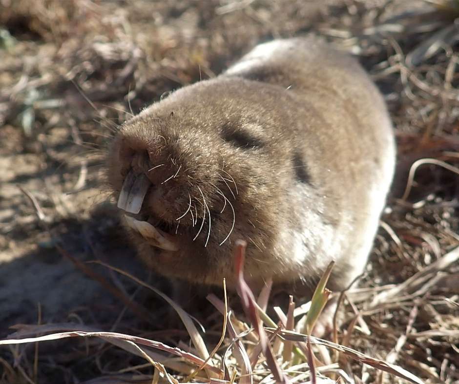 Mole rats