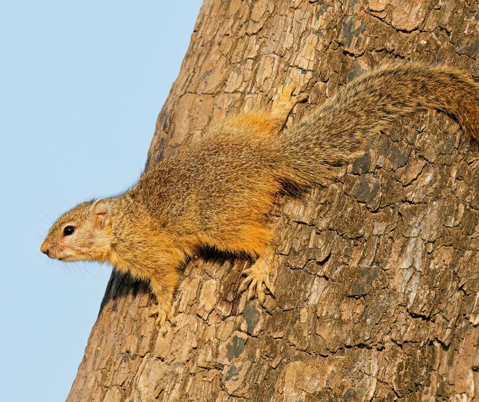 Tree squirrels