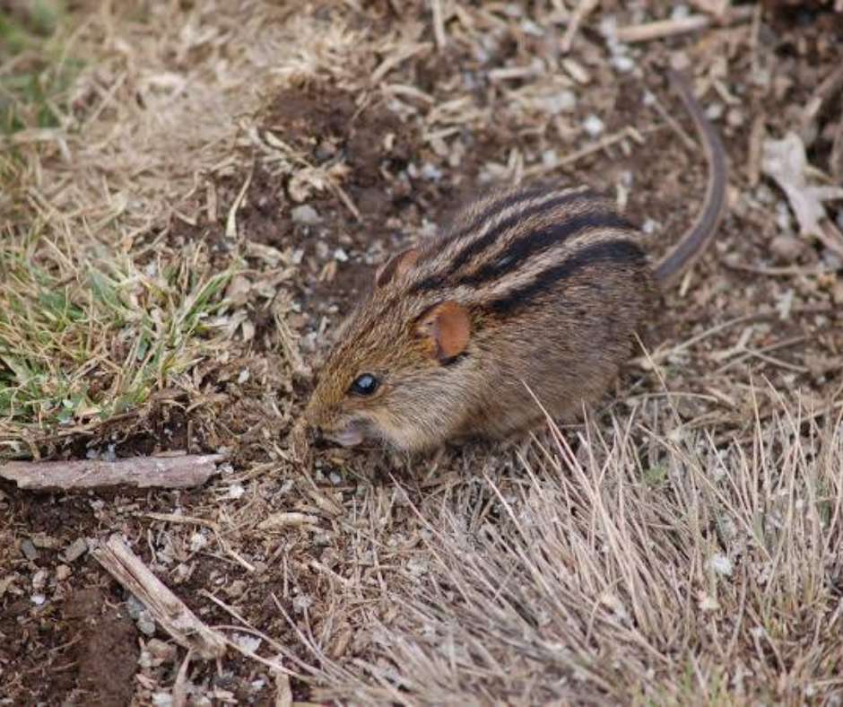 Four-striped Grass Mouse