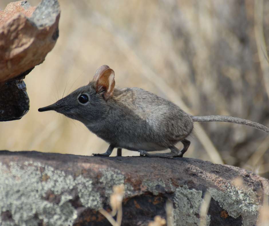 Elephant Shrew