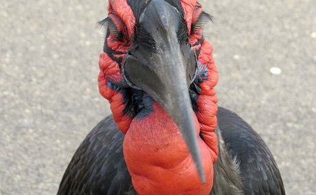 Ground Hornbill in Kruger National Park
