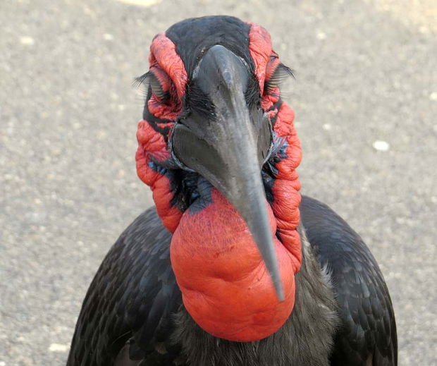 Ground Hornbill in Kruger National Park