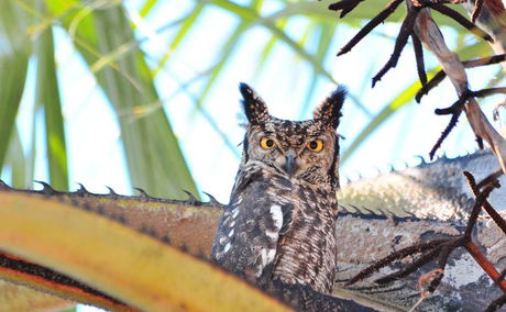Spotted Eagle Owl Spotted Eagle Owl