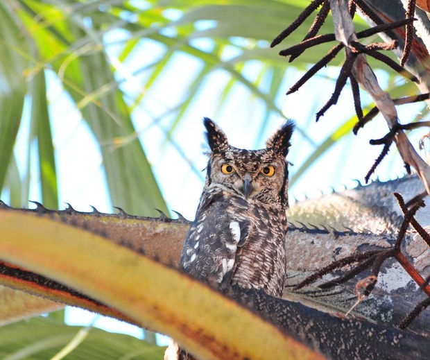 Spotted Eagle Owl