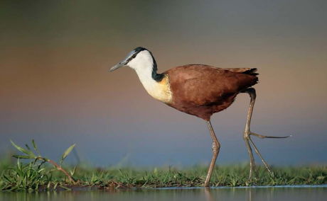 The African Jacana - Actophilornis africanus