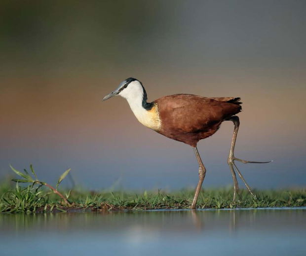 The African Jacana - Actophilornis africanus
