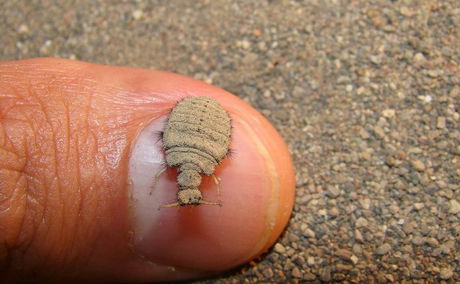 Myrmeleontidae Antlion Larvae