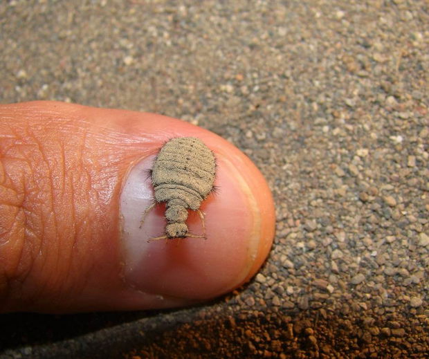 Myrmeleontidae Antlion Larvae