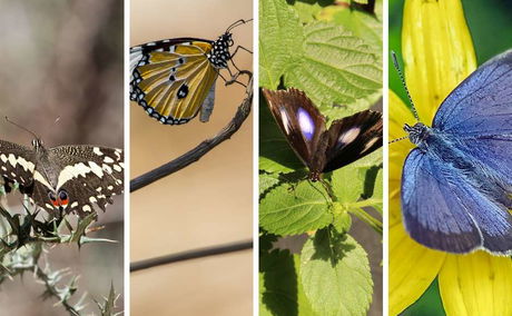 Butterflies of the Lowveld