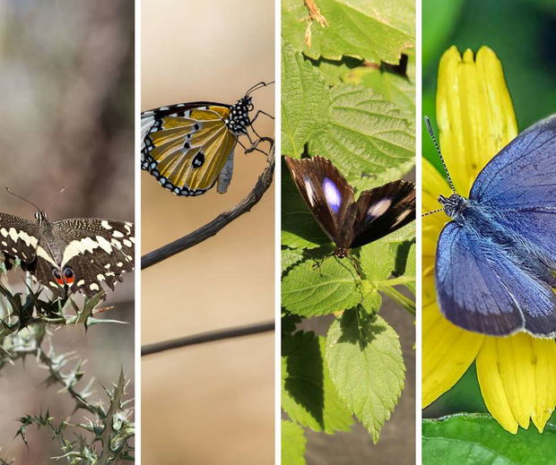 Butterflies of the Lowveld Butterflies of the Lowveld