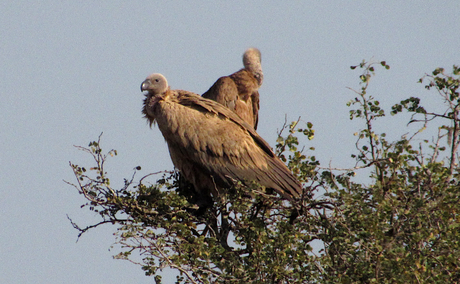 Vultures of Kruger National Park