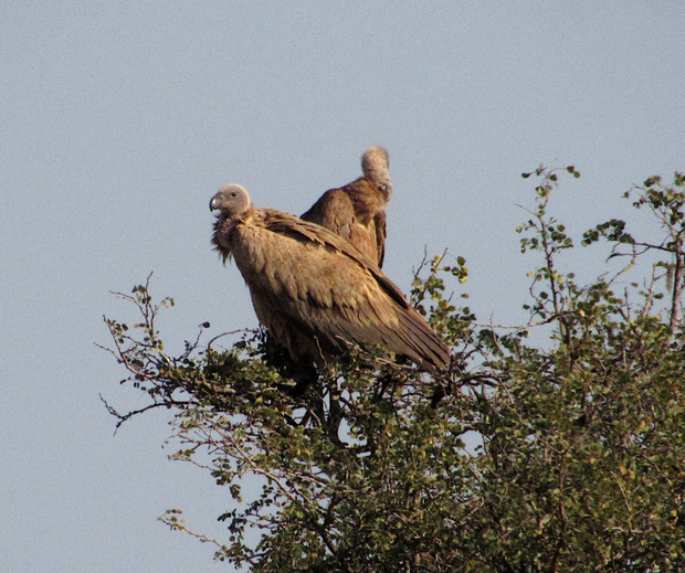 Vultures of Kruger National Park