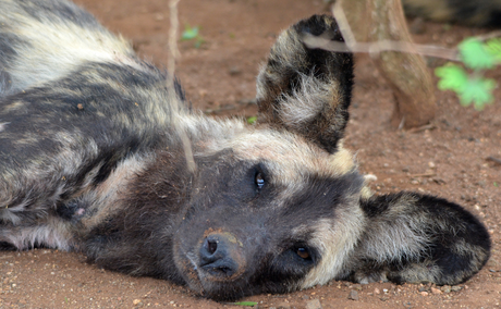 Wilddog in Kruger National Park Safari