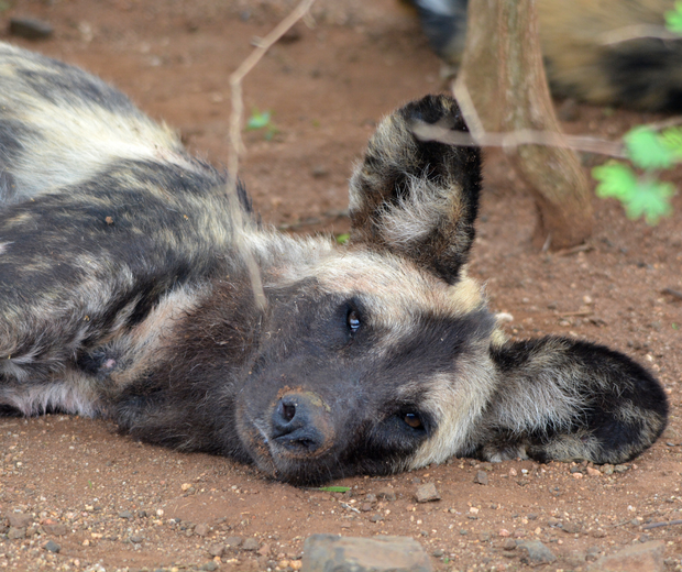 Wilddog in Kruger National Park Safari