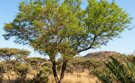 Knob-thorn tree 