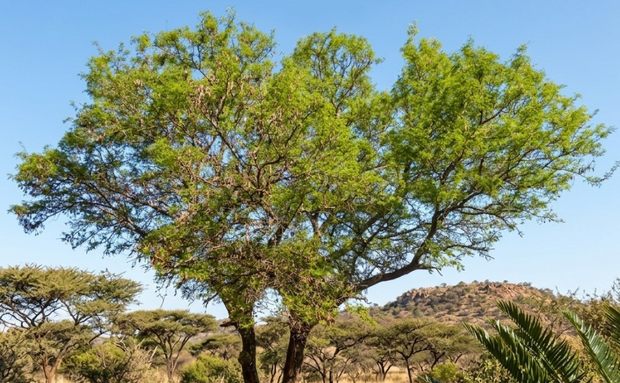 Knob-thorn tree 